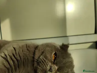 Scottish Fold cats Rare Scottish fold - Advert 2