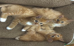 Mixed Breed cats for sale: GORGEOUS SIBERIAN X KITTENS  - Image 3