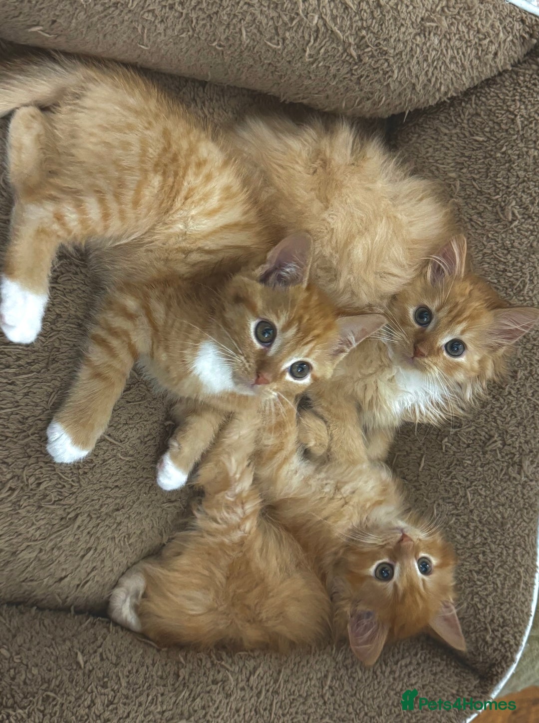 Mixed Breed cats for sale: GORGEOUS SIBERIAN X KITTENS  - Image 3