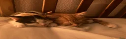 Mixed Breed cats for sale: 3 kittens - Advert 4