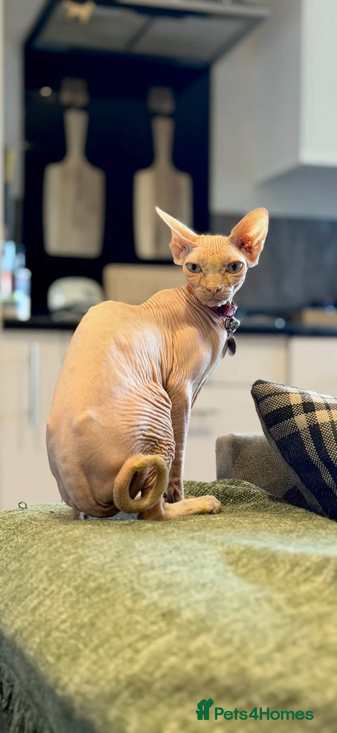 Sphynx cats for sale: Sphynx cat 14 months old Benfleet Essex  - Advert 7