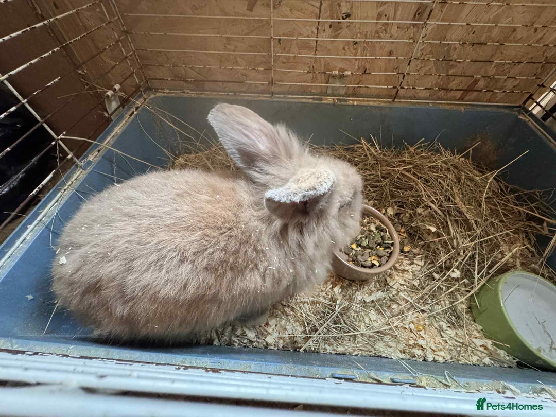 English Lop rabbits for sale: rabbits for sale ready to go  - Image 6