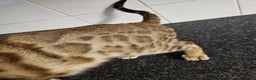 Bengal cats for sale: Silver/ mink bengals kittens  - Advert 40