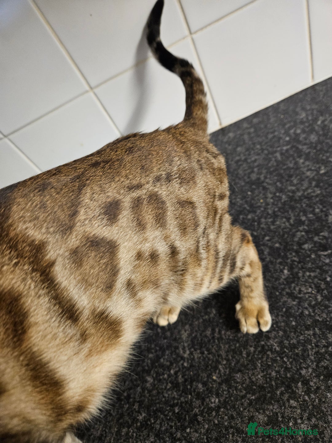 Bengal cats for sale: Silver/ mink bengals kittens  - Advert 40