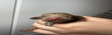 Chocolate and tan male