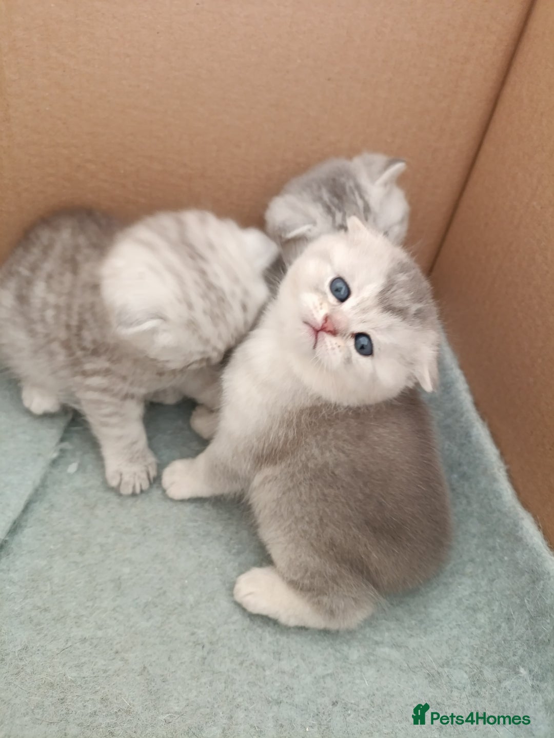 Scottish Fold cats for sale: Scottish Fold kitten  - Advert 8