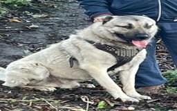 Turkish Kangal dogs for sale: 2 Turkish kangals to rehome - Image 2