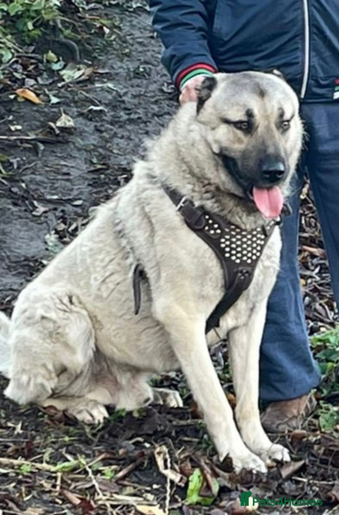 Turkish Kangal dogs for sale: 2 Turkish kangals to rehome - Image 2