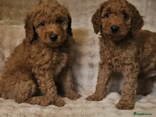 Miniature Poodle dogs Two boy miniature poodle puppies ready next week - Advert 5