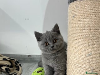 British Shorthair cats ✨ GCCF stunning British Shorthair female ✨ - Advert 1