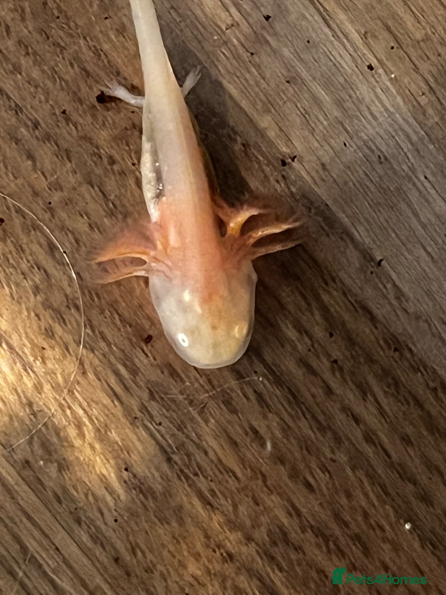 Axolotl reptiles Axolotl  - Advert 1