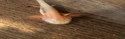 Axolotl reptiles for sale: Axolotl  in Minehead - Advert 1