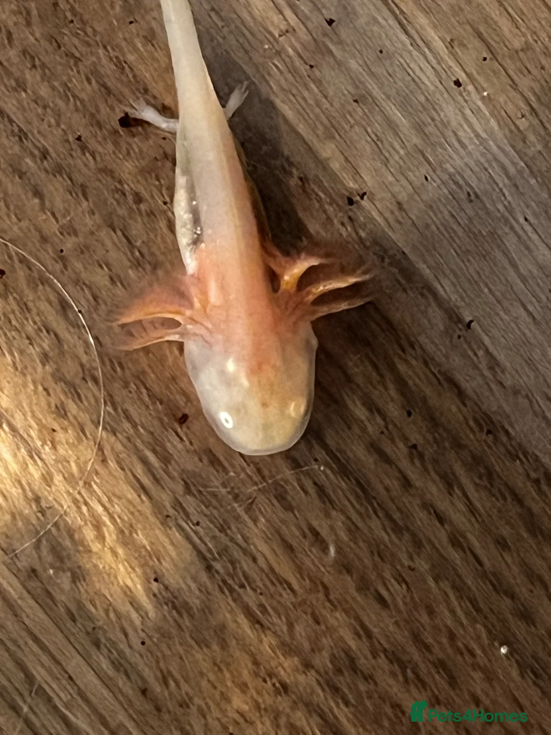 Axolotl reptiles for sale: Axolotl  in Minehead - Advert 1