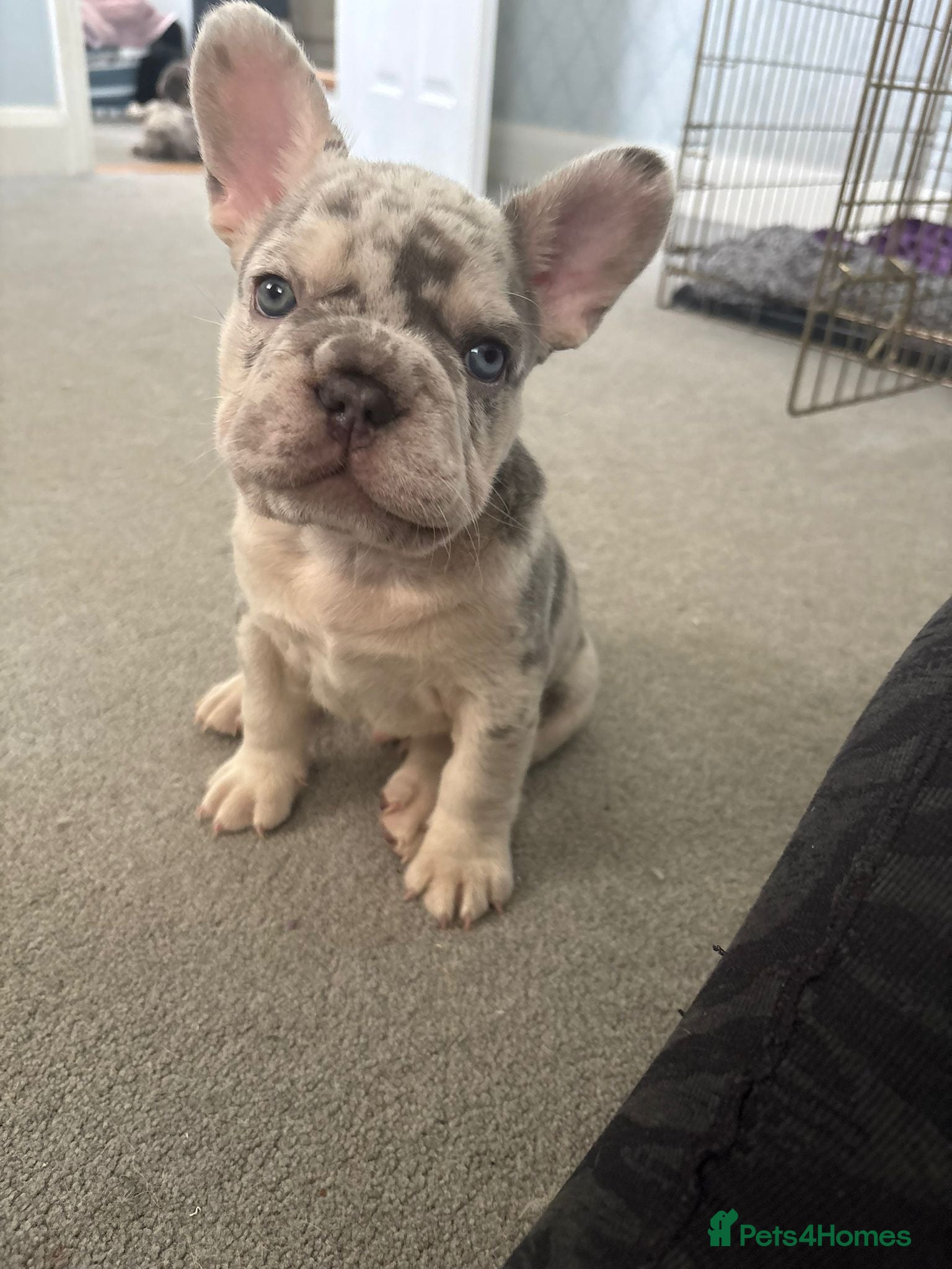 French Bulldog dogs 🐾High quality French bulldog puppies 🐾 - Advert 5