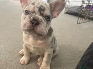 French Bulldog dogs 🐾High quality French bulldog puppies 🐾 - Advert 5