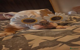 English Bulldog dogs for sale: English bulldog male - Image 4