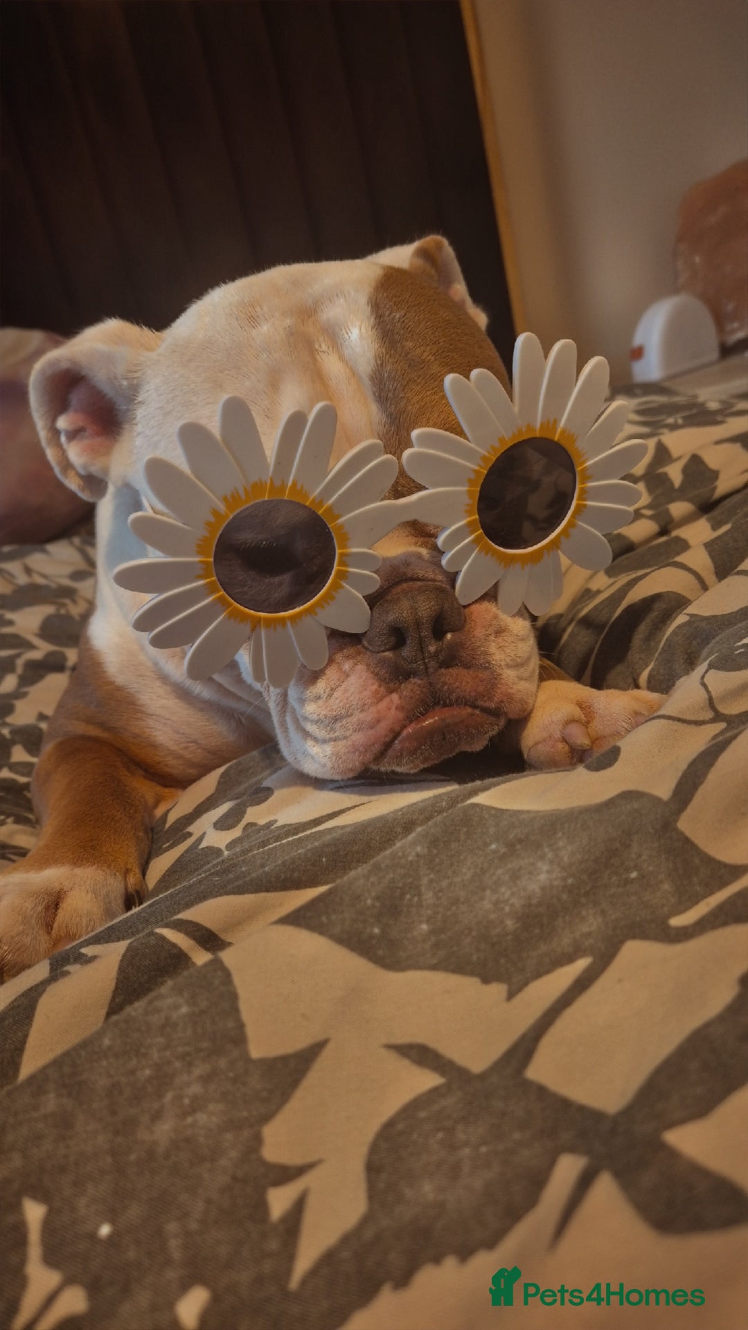 English Bulldog dogs for sale: English bulldog male - Image 4