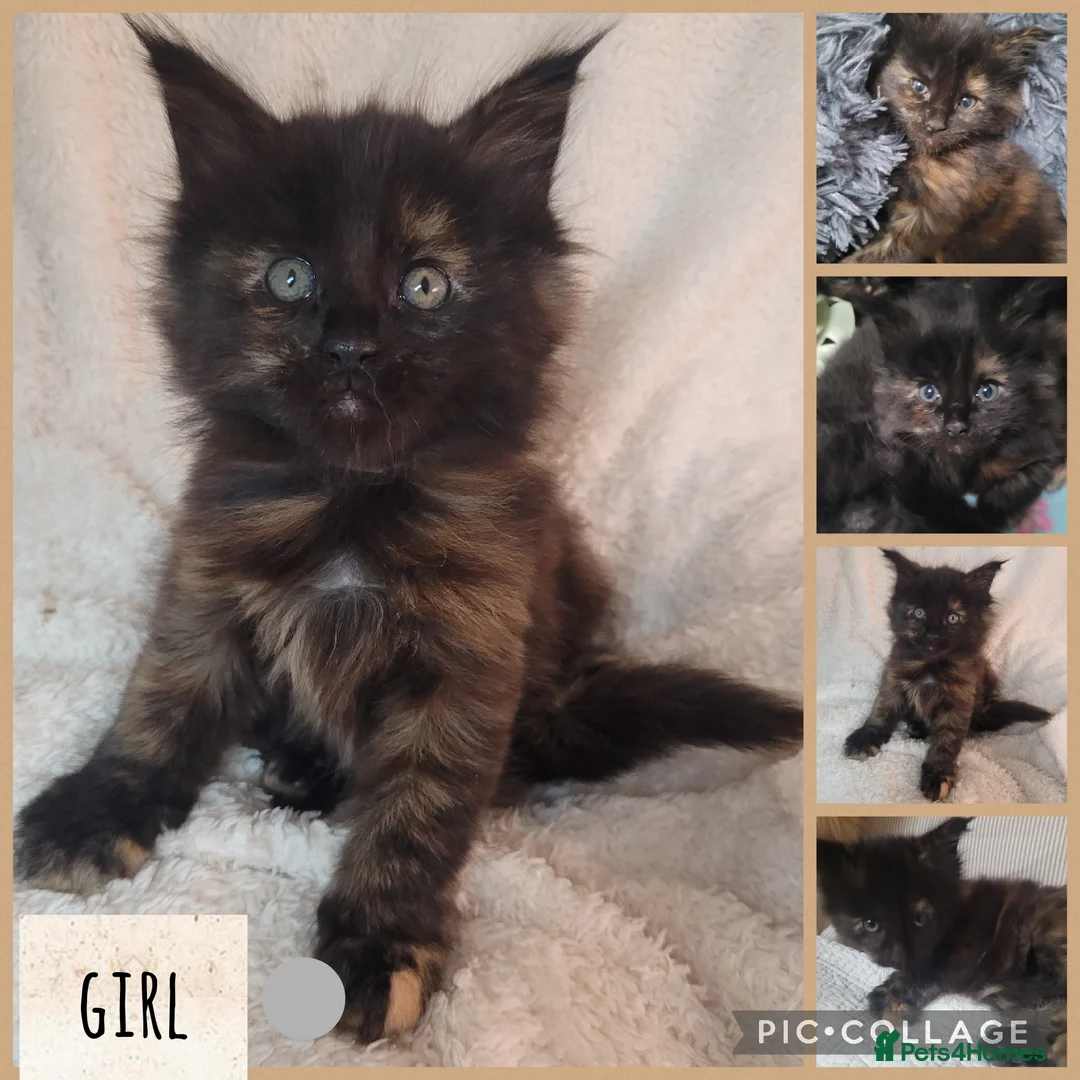 Maine Coon cats for sale: 🐾🐈‍⬛GORGEOUS 6 WEEK OLD MAINE COON KITTENS🐈‍⬛🐾 - Advert 5