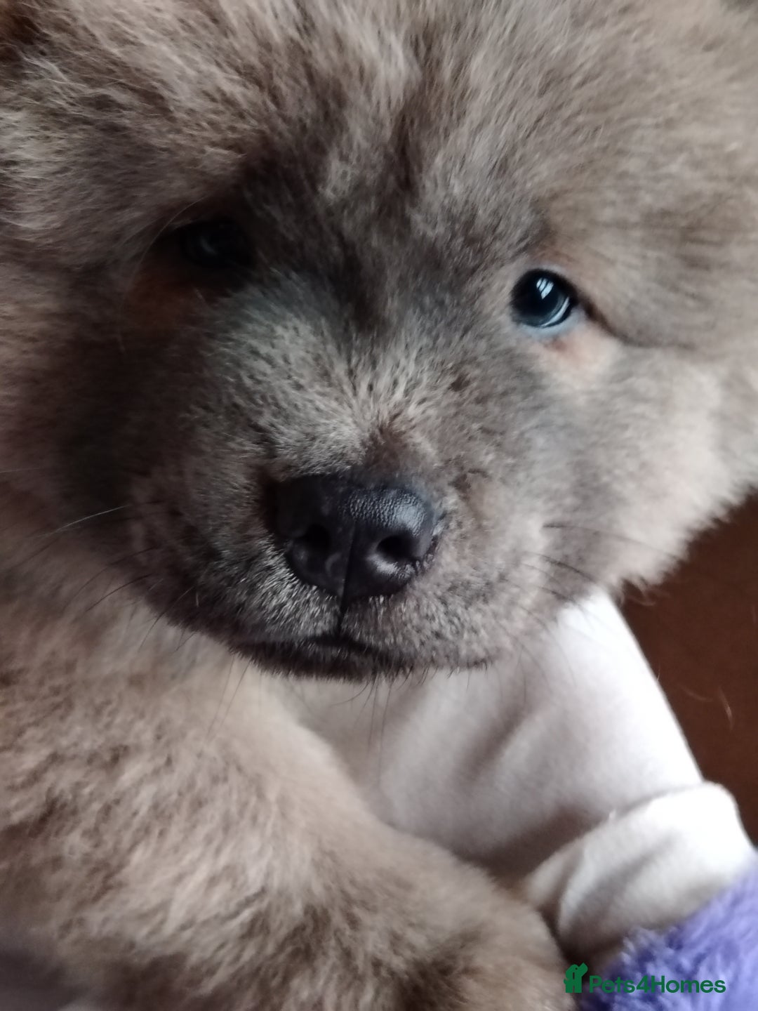 Chow Chow dogs for sale:  KC registered Chow Chow puppies for sale.🤗 - Image 13