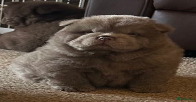 Chow Chow dogs - Advert 11