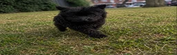 Pomeranian dogs for sale: Adorable Pomeranian puppy in London - Advert 4