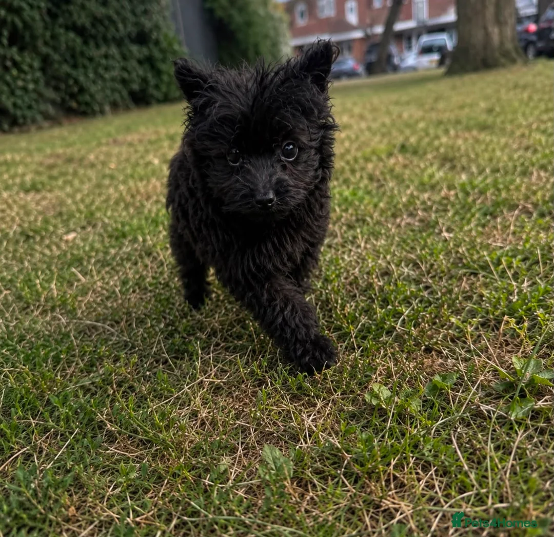 Pomeranian dogs for sale: Adorable Pomeranian puppy in London - Advert 4