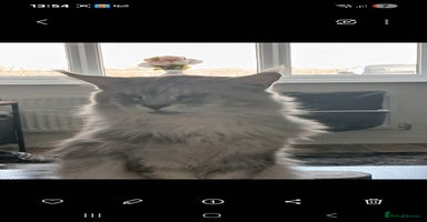 Maine Coon cats Full Pedigree blue smoke Maine Coon Kittens  - Advert 4