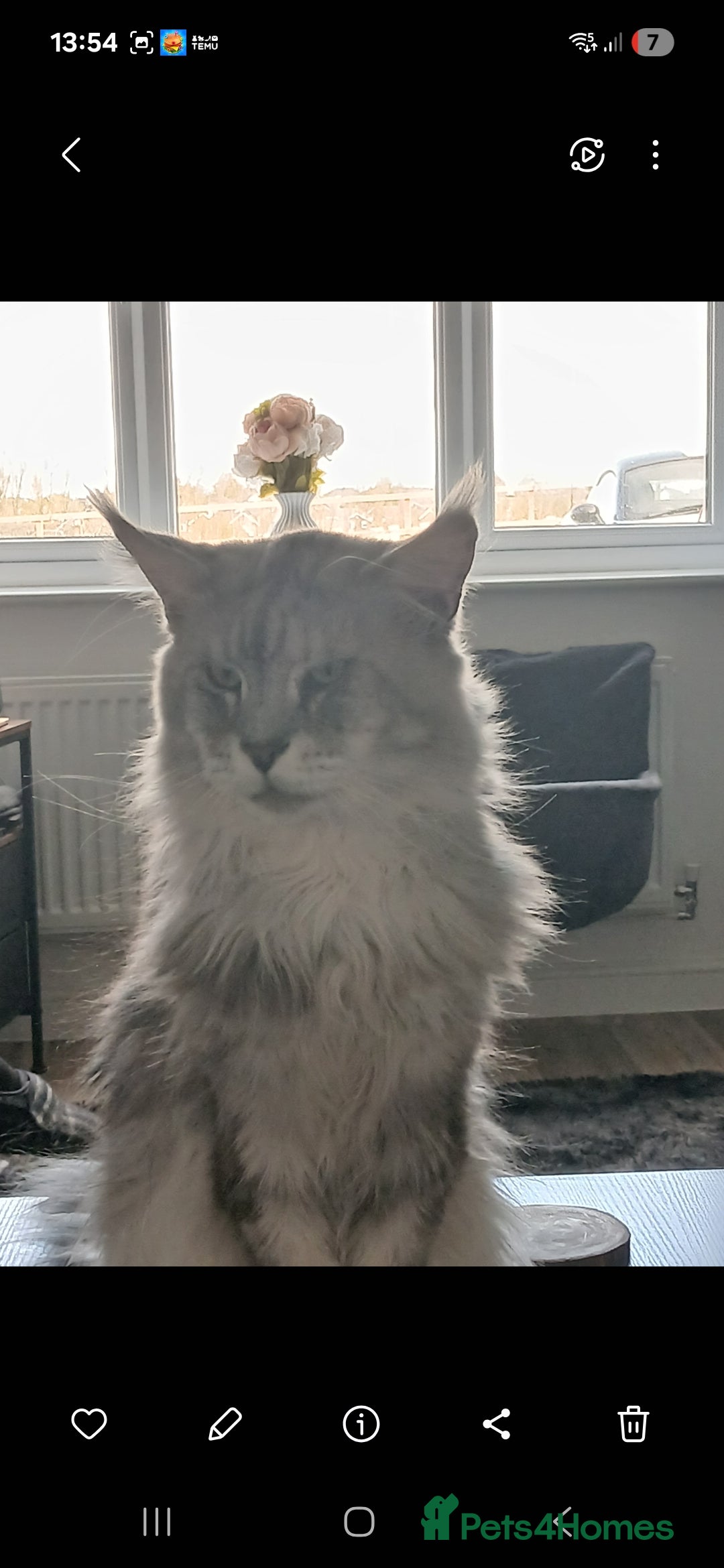 Maine Coon cats for sale: Full Pedigree blue smoke Maine Coon Kittens  - Advert 2