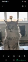 Maine Coon cats Full Pedigree blue smoke Maine Coon Kittens - Advert 7