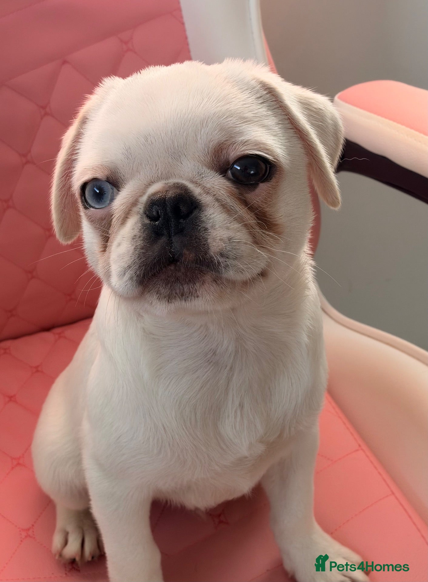 Pug dogs White KC Pug Boy Blue Eye only one left - Advert 6
