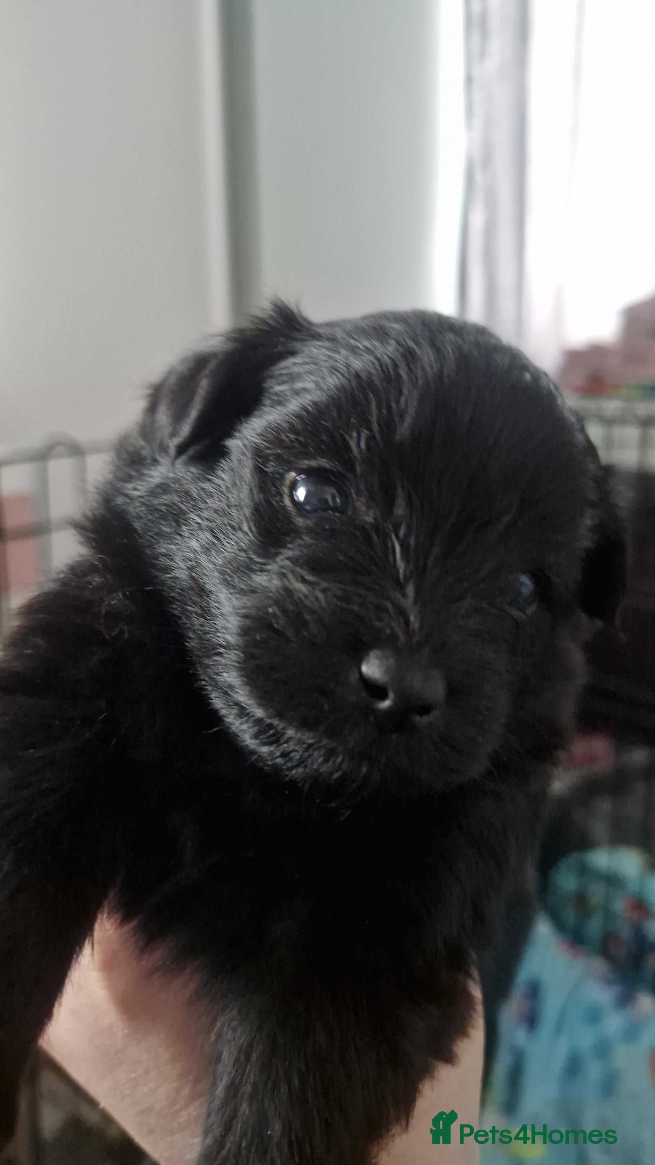 Pomapoo dogs ✨ Beautiful Pomapoo Puppies – 1,600 ✨ - Advert 2