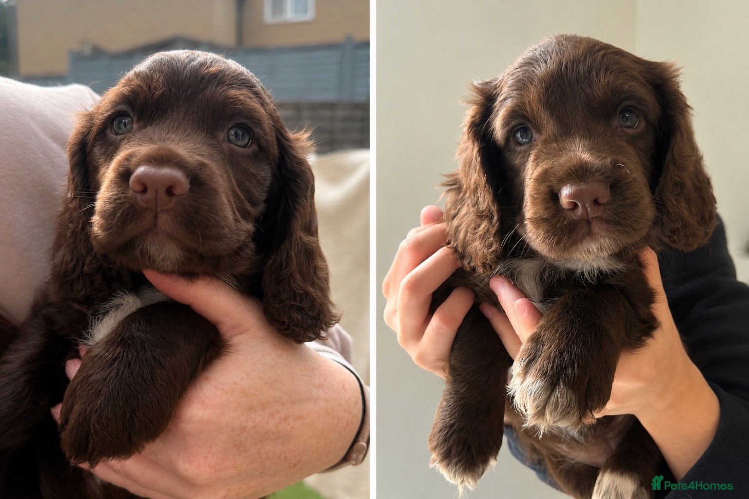 Cocker Spaniel dogs 1 boy and 1 girl left 🐶🐶 - Advert 1