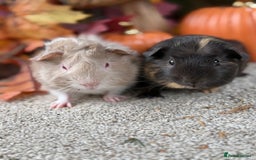 Guinea Pig rodents for sale: Two pairs of Guineapig boys ready now  - Image 1