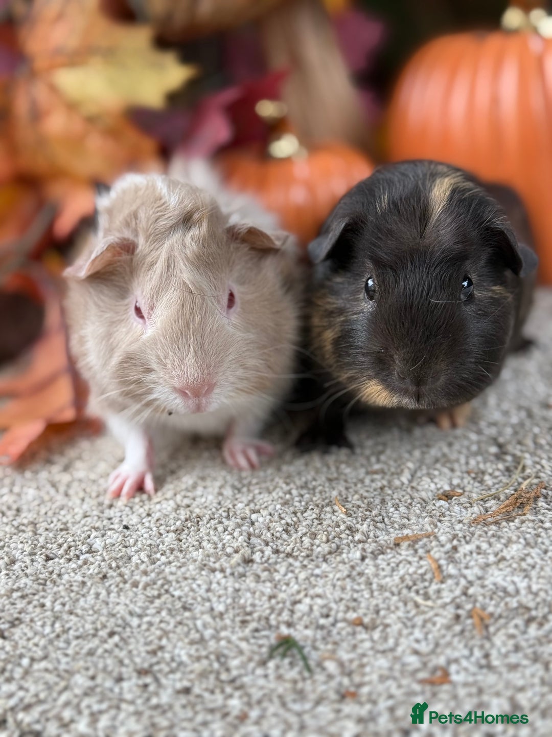 Guinea Pig rodents for sale: Two pairs of Guineapig boys ready now  - Image 1