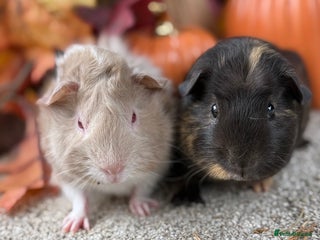 Guinea Pig rodents - Advert 10