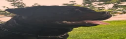 Rottweiler dogs for stud: Alfie  - Advert 18