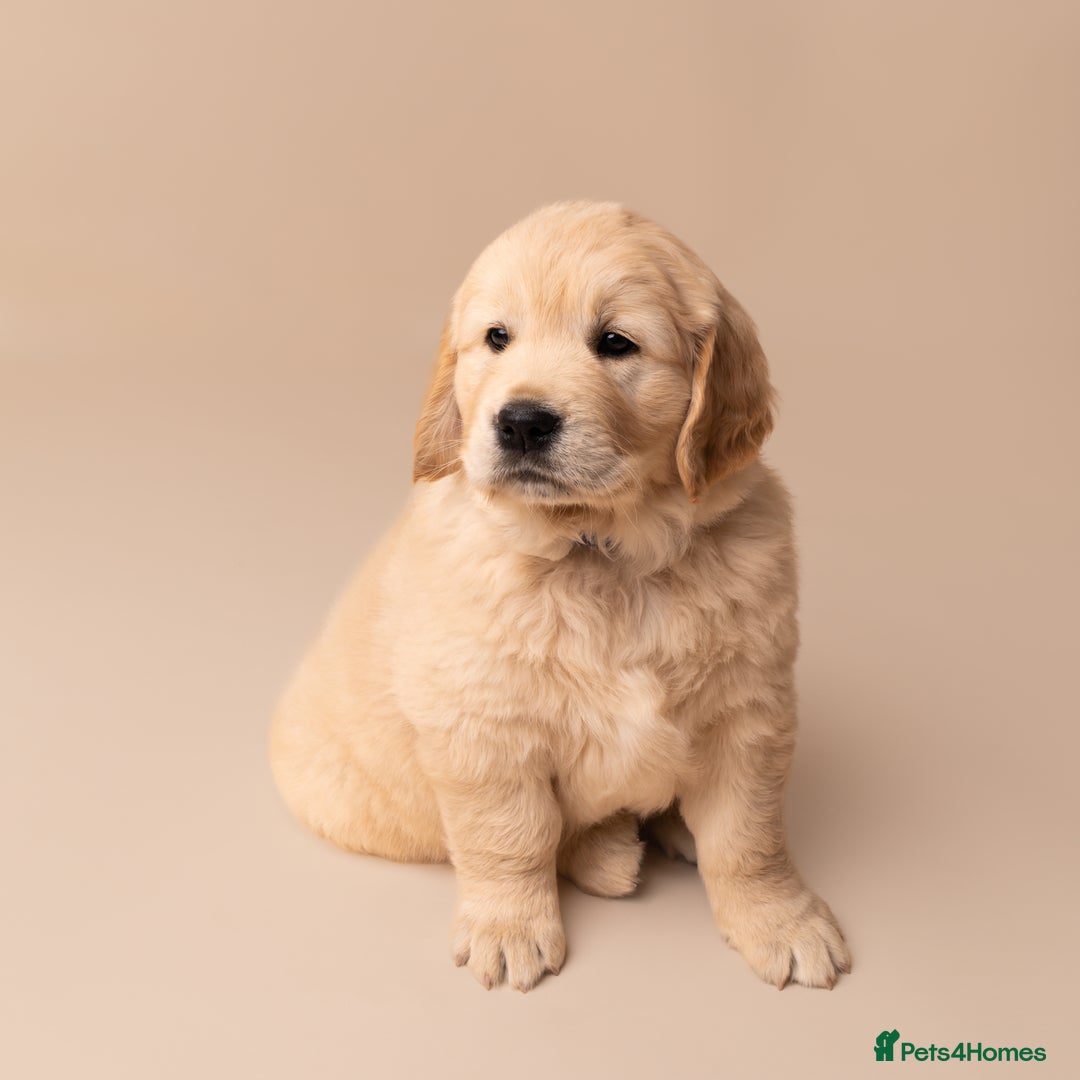 Golden Retriever dogs for sale: European bloodline GR puppies  - Advert 38