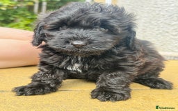 Cockapoo dogs for sale: All pups reserved  ! Ready 4 August - Image 1