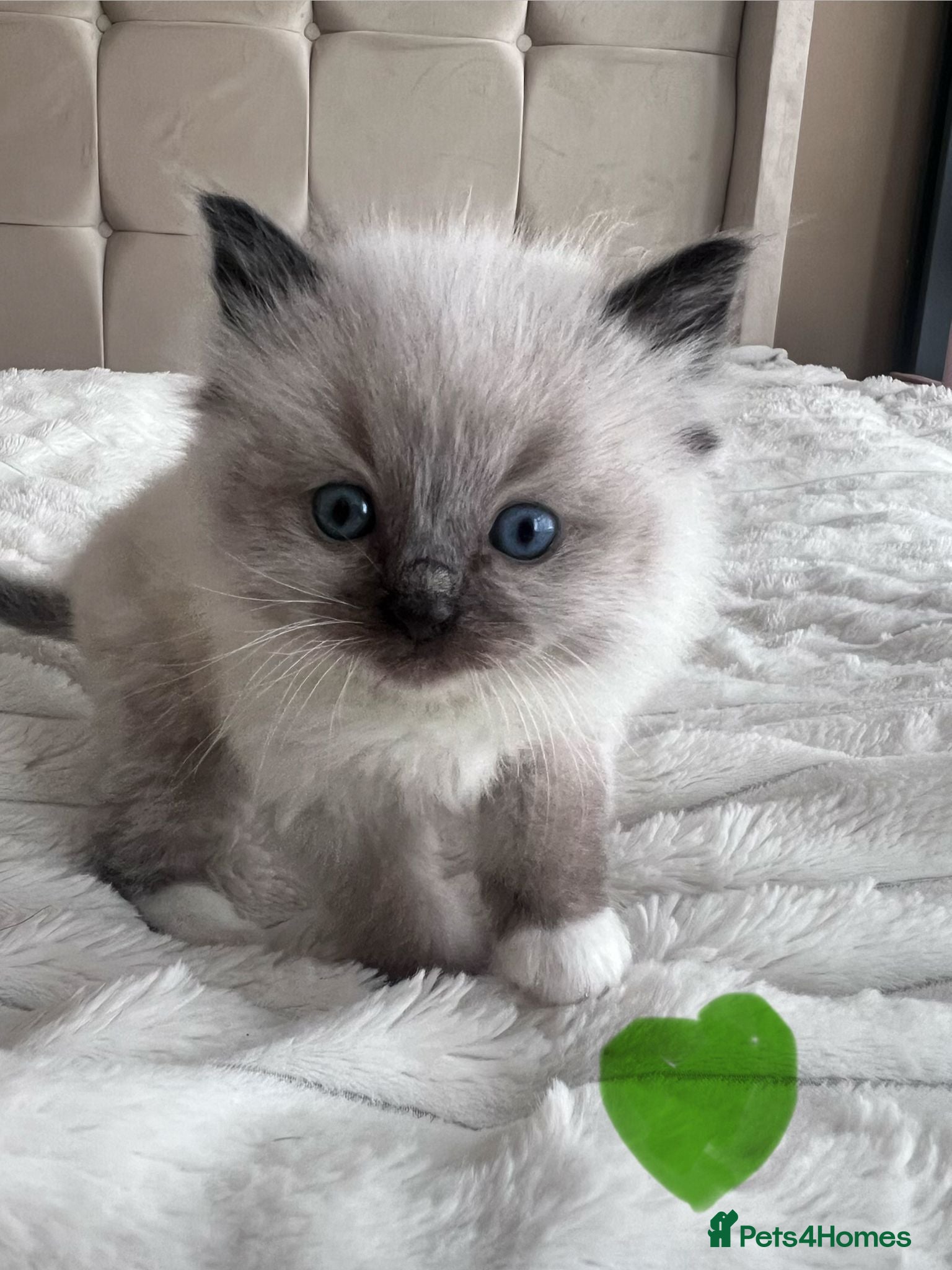 Ragdoll cats  Gorgeous seal mitted Ragdoll kittens for sale - Advert 1