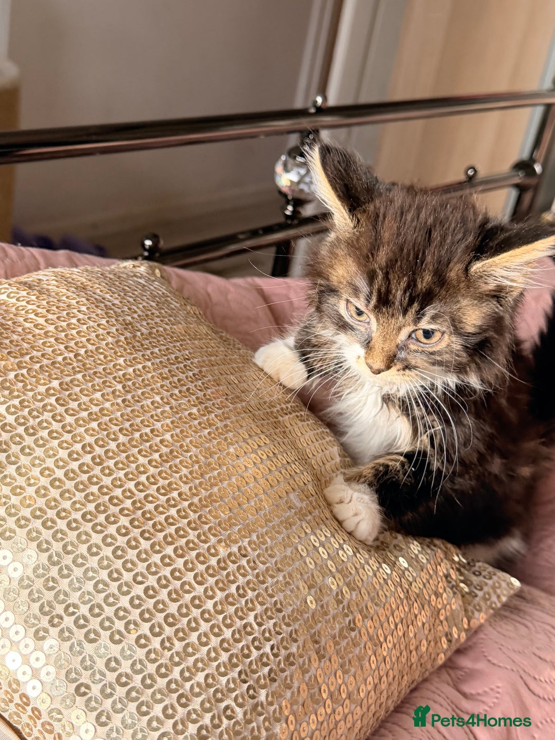 British Shorthair cats for sale: Purr-fect  **  Kittens Ready for new home - Advert 15