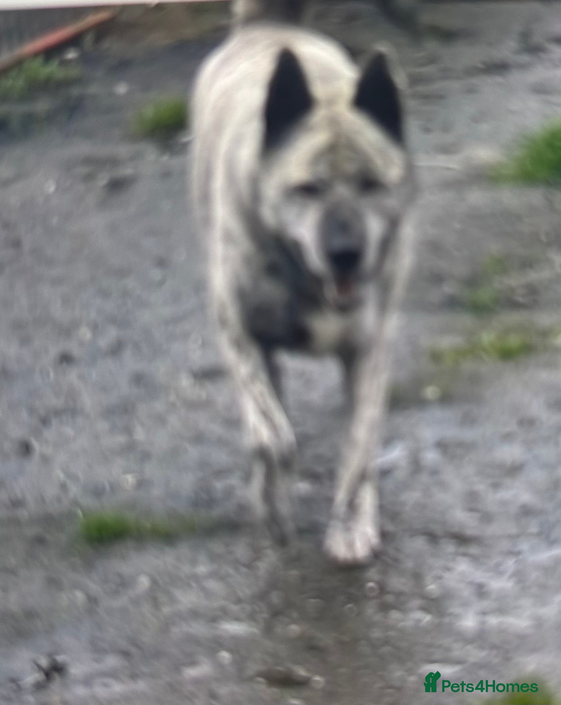 Akita dogs 4 year old Japanese Akita for sale - Advert 1