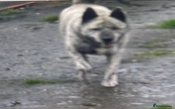 Akita dogs for sale: 4 year old Japanese Akita for sale - Image 1