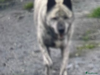 Akita dogs for sale - Advert 1