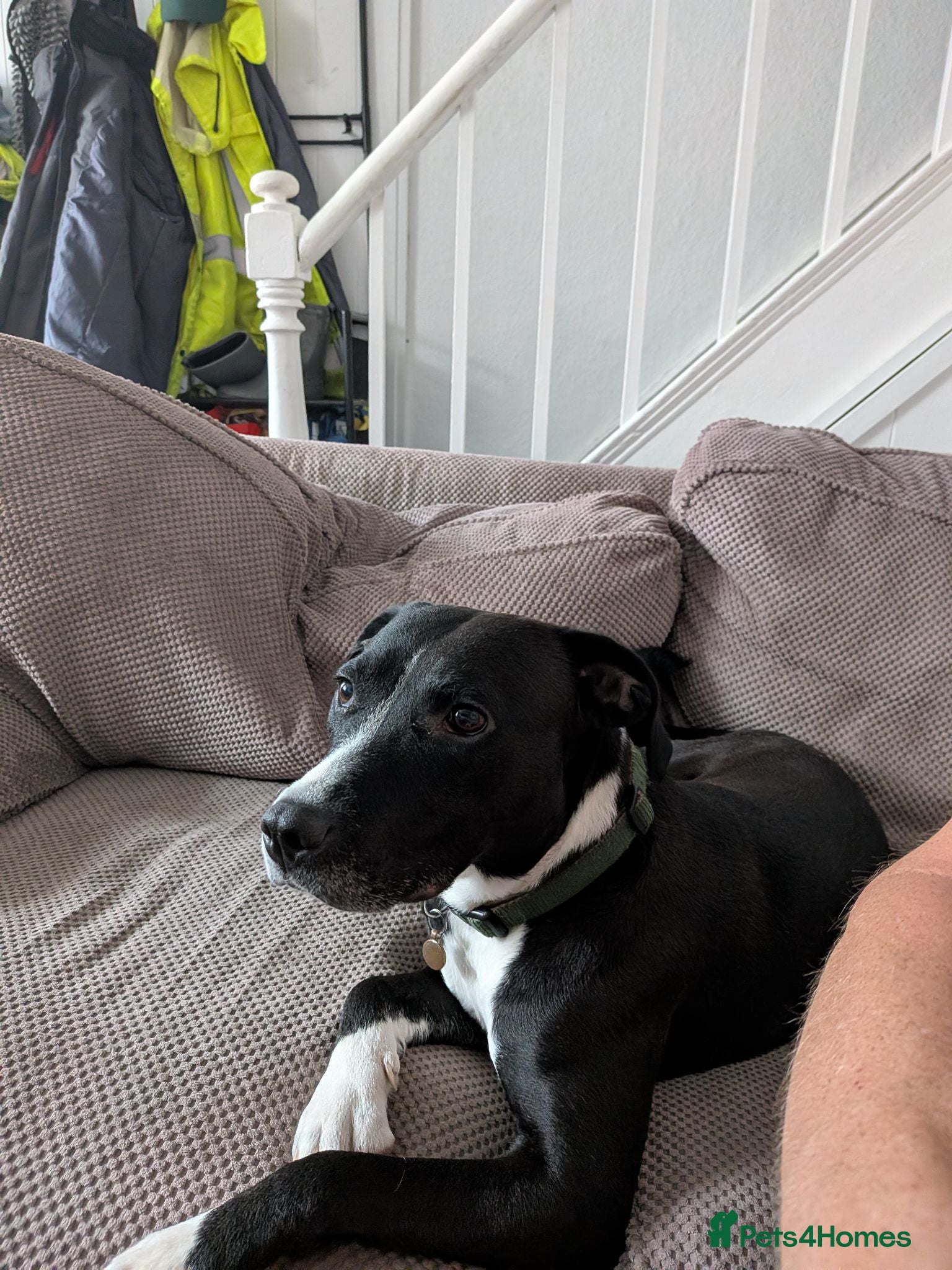 Mixed Breed dogs Staffy cross lab - Advert 2