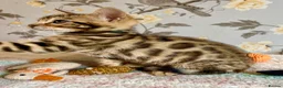Bengal cats for sale: *READY NOW* Bengal Kittens - Advert 16