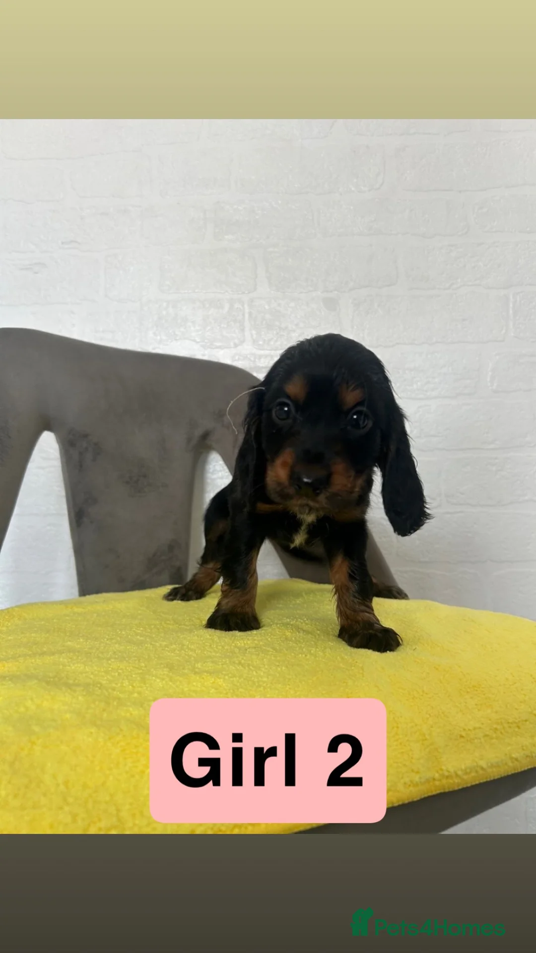 Cocker Spaniel dogs for sale: Cocker spaniels - Advert 2