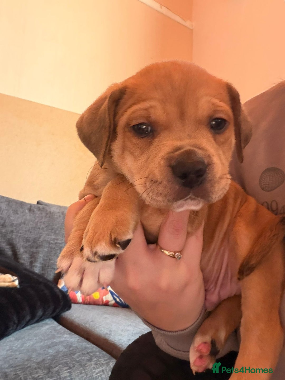 Mixed Breed dogs for sale: Puppies for sale - Advert 22