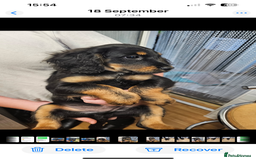 Mixed Breed dogs for sale: Jackapoo springer spaniel dashhound - Image 3