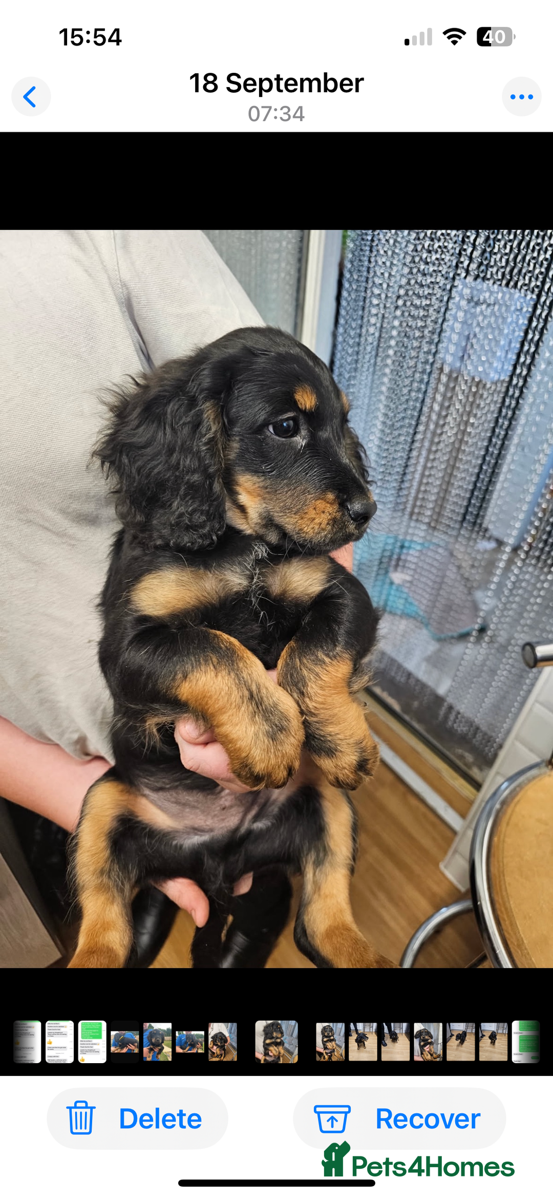 Mixed Breed dogs for sale: Jackapoo springer spaniel dashhound - Image 3