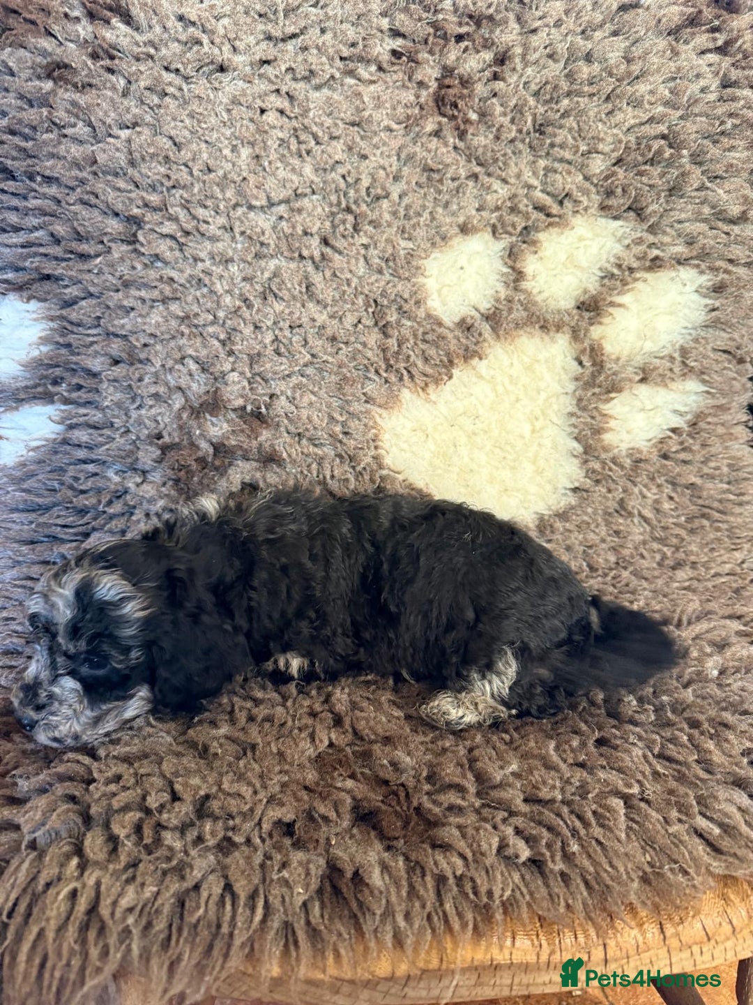 Toy Poodle dogs for sale: Exquisite Toy Poodle pups - Health tested parents - Advert 37